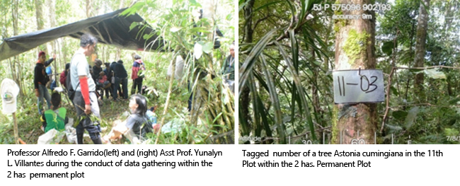 Misamis University Established Two Hectares Permanent Monitoring Plot in the Southern Part of Mt. Malindang Range Natural Park in Collaboration with DENR 10